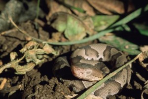 Writing. Snake. Copperhead.PublicDomain